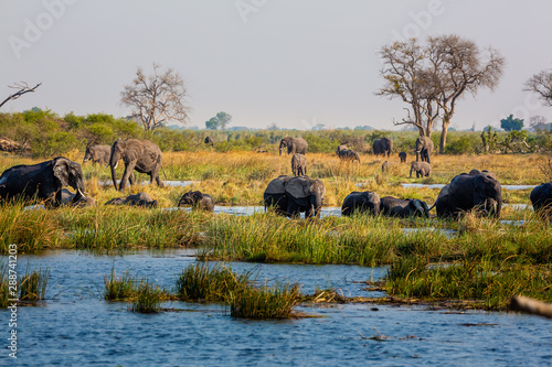Elephants from Caprivi Strip - Bwabwata, Kwando, Mudumu National park - Namibia photo