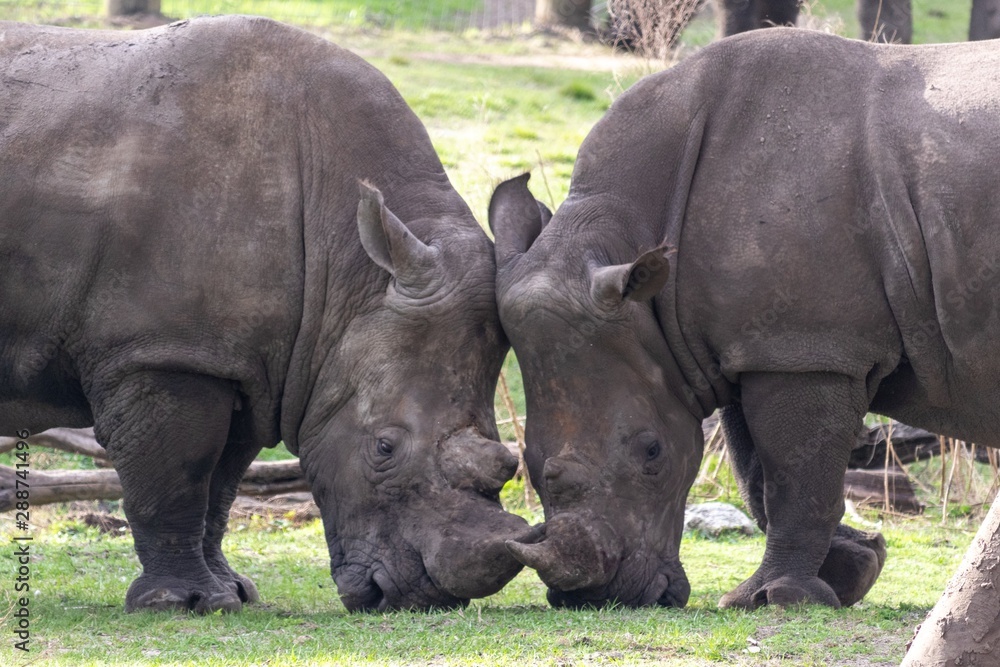 Obraz premium Rhino Faceoff