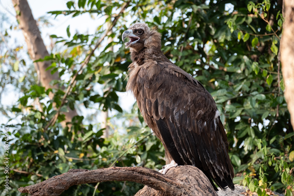 Cinereous Vulture Cinereous Vulture