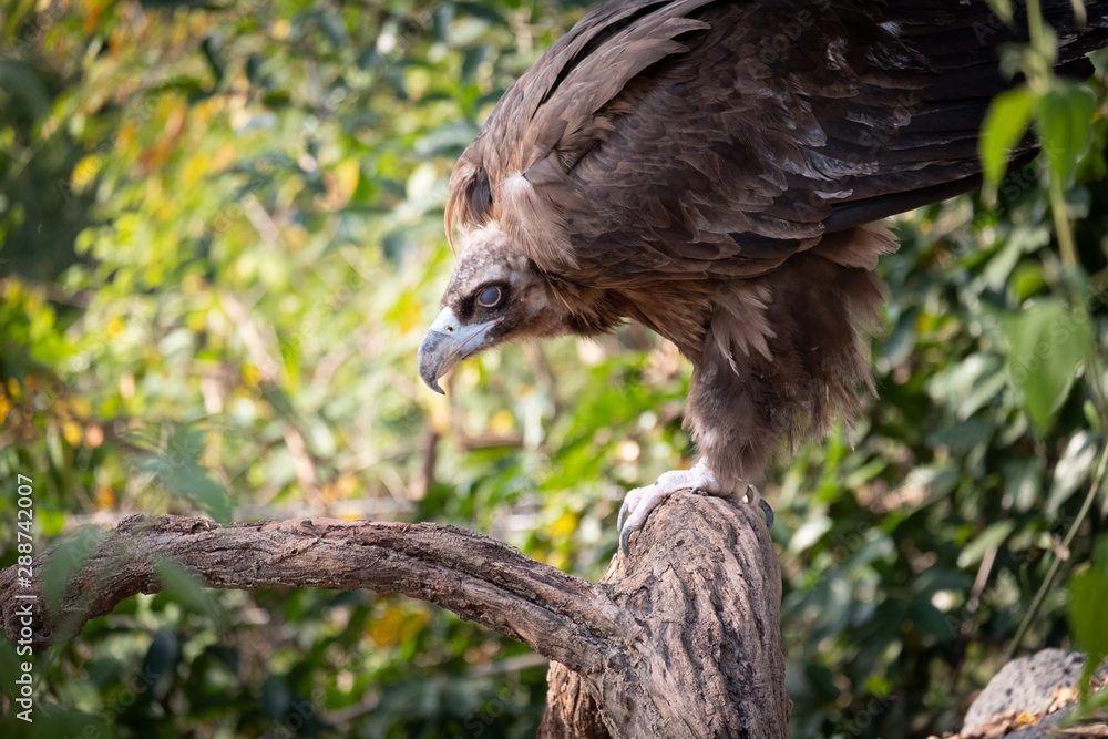 Fototapeta premium Cinereous Vulture