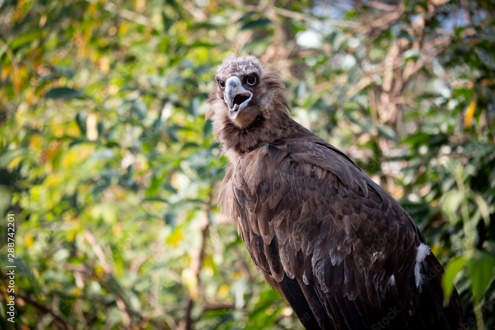 Fototapeta premium Cinereous Vulture