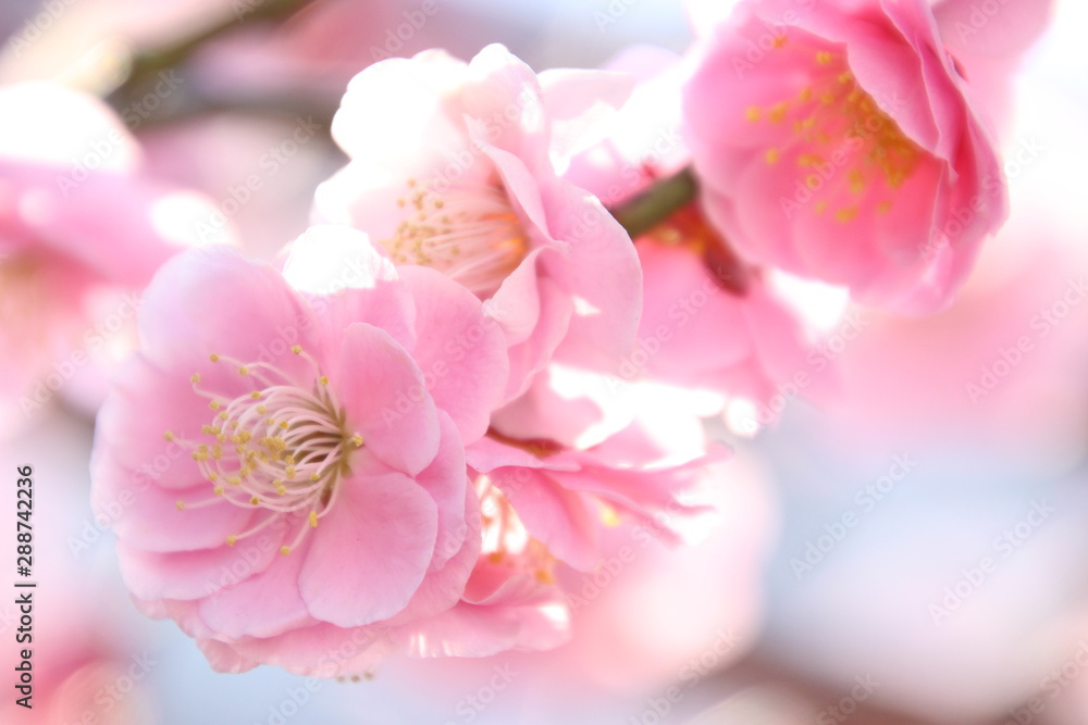 Obraz premium 紅梅 枝垂れ梅