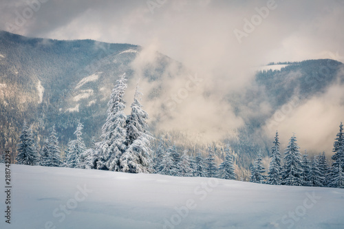 Dramatic winter sunrise in mountain foresty with snow covered fir trees. Picturesque outdoor scene, Happy New Year celebration concept. Artistic style post processed photo.