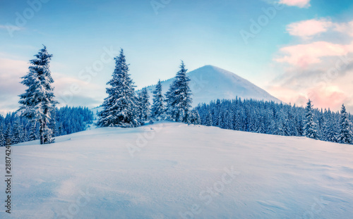 Picturesque winter sunrise in mountain with snow covered fir trees, Carpathians, Ukraine, Europe. Colorful outdoor scene, Happy New Year celebration concept. Orton Effect.