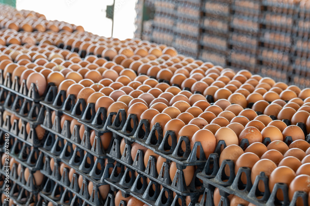 Egg panels arranged on a chicken farm with a blurred egg background, Occupation of farmers in Thailand