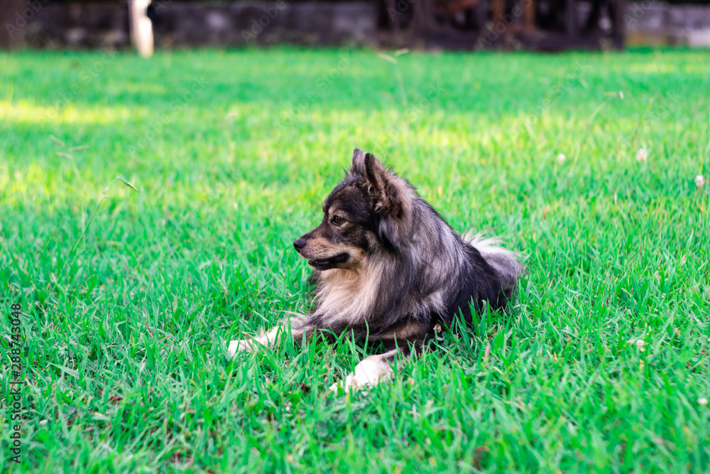 A small dog of a decorative breed lies on a green lawn and rests. Pet on a green grass background with place for text A small dog of a decorative breed lies on a green lawn and rests. Pet on a green grass background with place for text