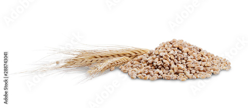 Pile of rye grain and ears near isolated on white background.