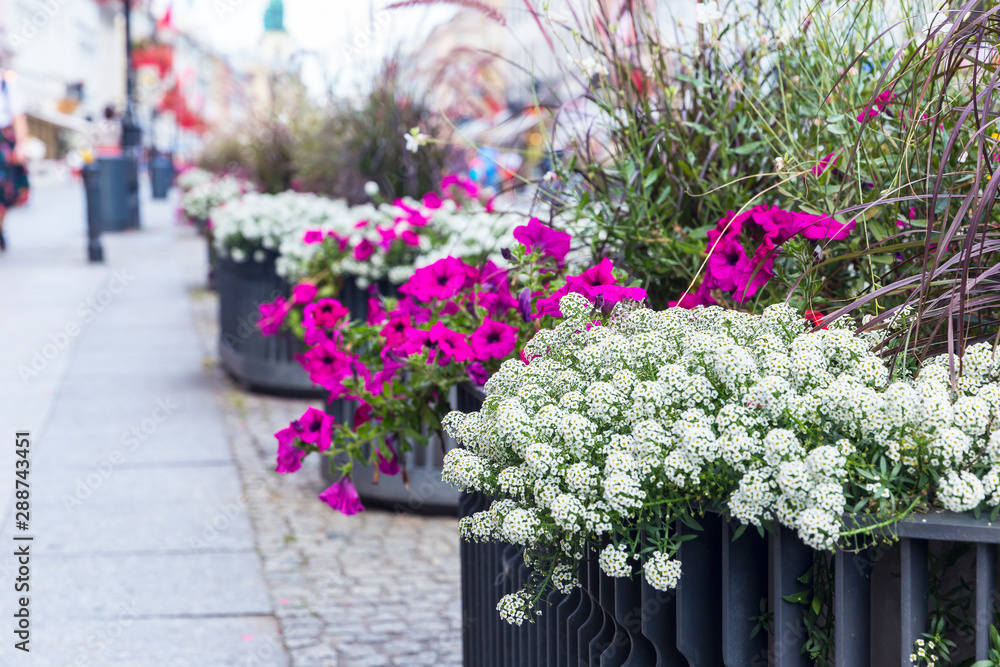 Flowerbeds with different flowers on the street