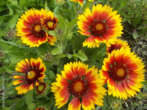  Yellow flowers in a city park