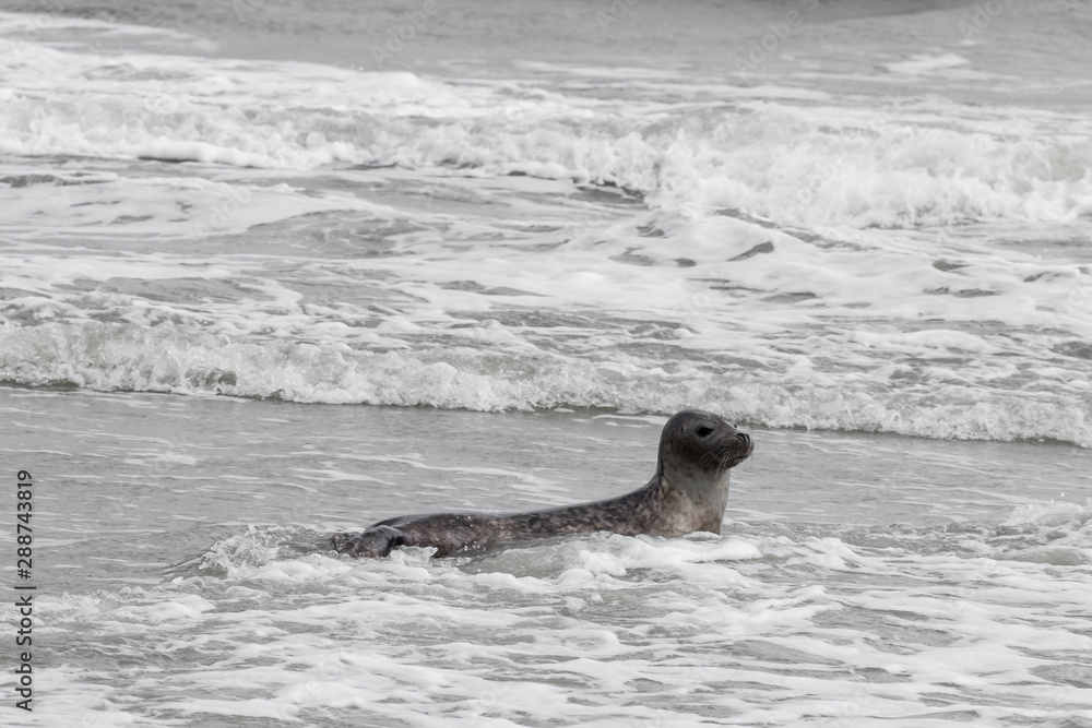 Obraz premium Seal only swims in the water, Seals are resting on a sandbar after a fish meal, wadden sea, Ameland