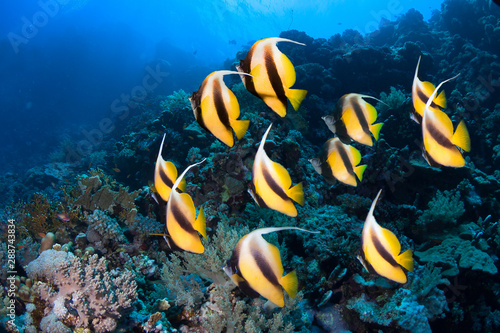 Underwater scene. Coral reef  colorful fish groups and sunny sky shining through clean sea water. 