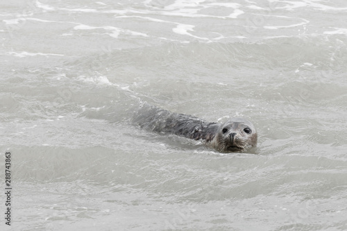 Seal only swims in the water, Seals are resting on a sandbar after a fish meal, wadden sea, Ameland © David Peperkamp