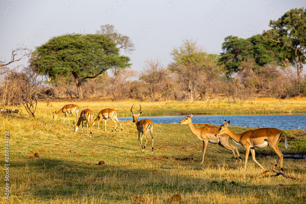 Impala in Bwabwata National park - Kwando Core Area - Namíbie Impala in Bwabwata National park - Kwando Core Area - Namíbie