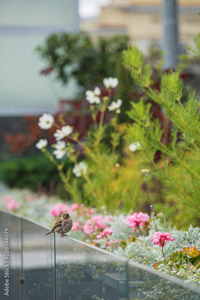 Fototapeta premium nice flowers in the containers