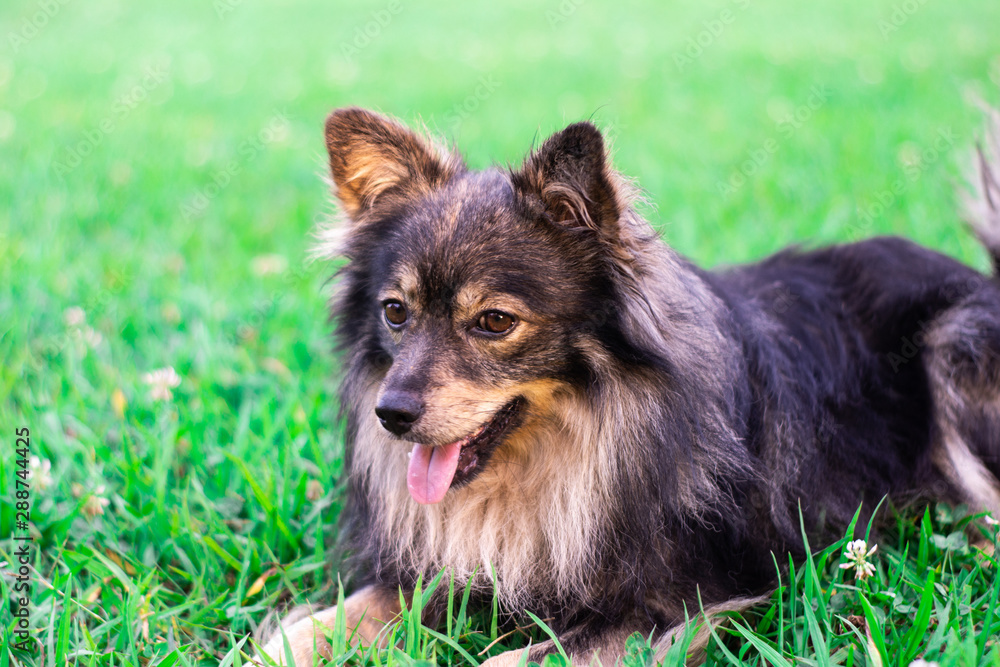 A small dog of a decorative breed lies on a green lawn and rests. Pet on a green grass background with place for text