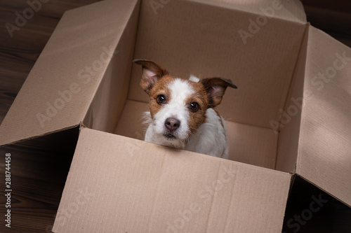 dog in a box. moving. Pet at home. Funny jack russell terrier. Mail, package, gift © annaav