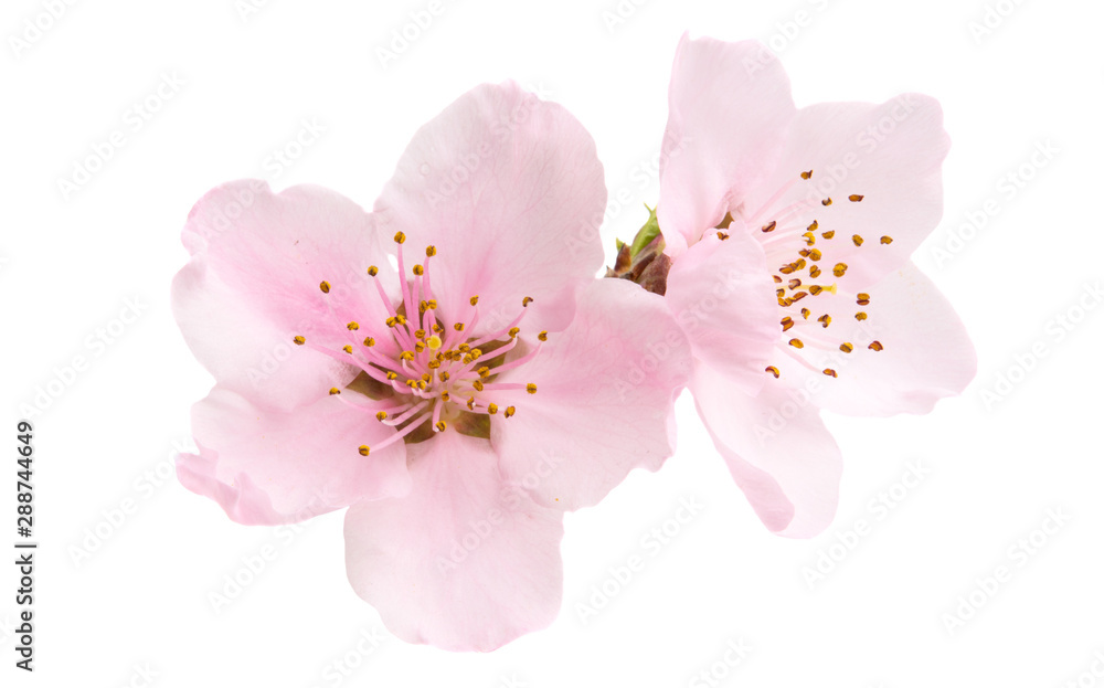 Cherry blossom, sakura flowers isolated