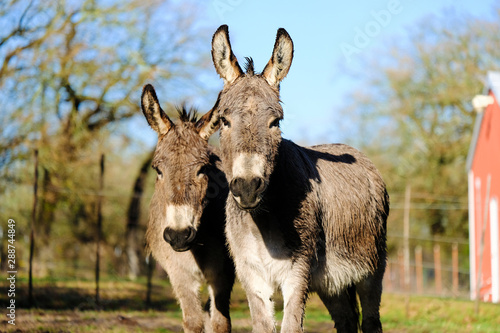 фотографія Mini donkey brothers looking at camera for portrait with wet fur on farm