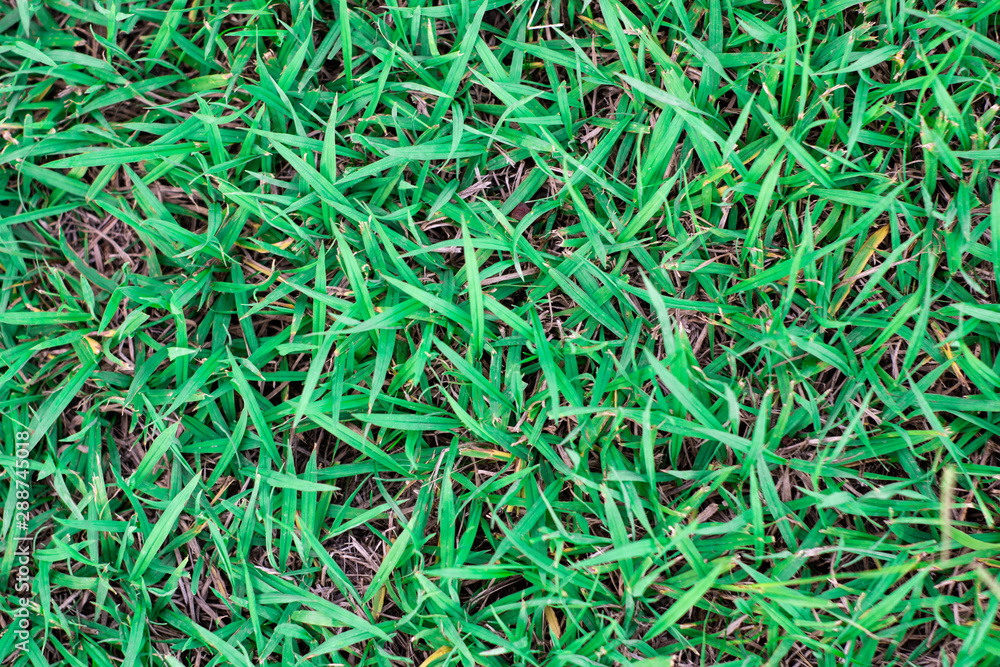 Beautiful grass texture. background of green grass