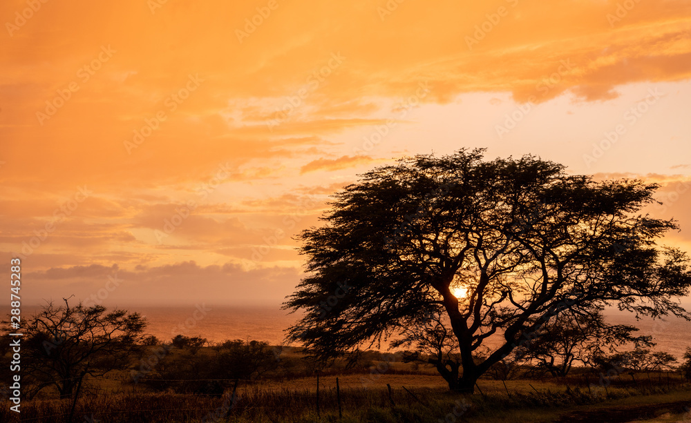 peach sunset with tree silhoutte peach sunset with tree silhoutte