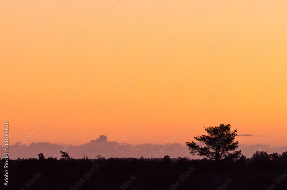 Sunrise in a landscape with a tree silhouette and orange sky