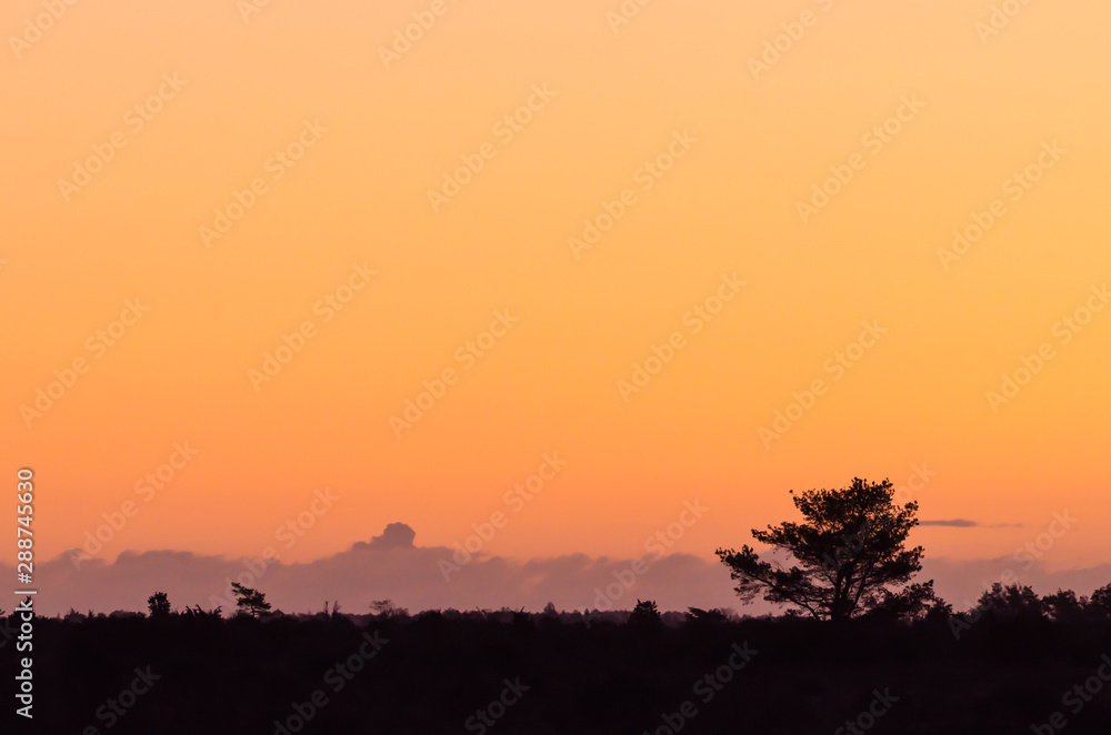 Sunrise in a landscape with a tree silhouette and orange sky Sunrise in a landscape with a tree silhouette and orange sky