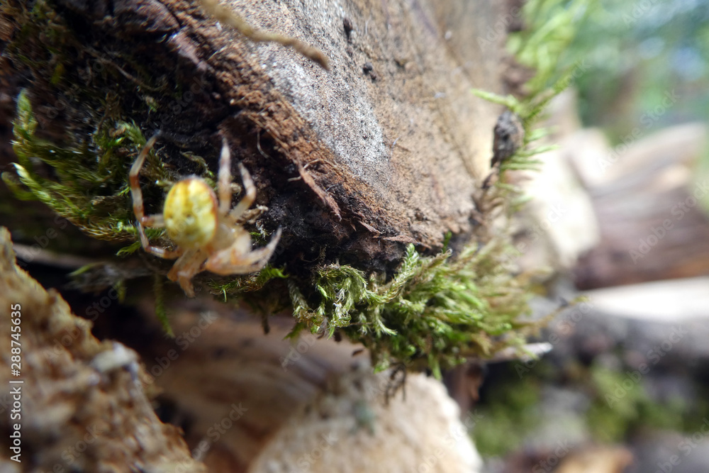 Araniella cucurbitina Araniella cucurbitina
