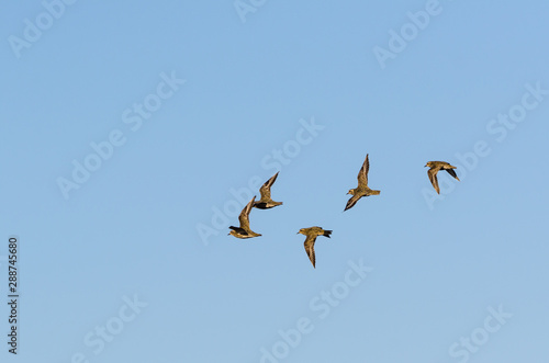 Canvas Print Flock with wader birds in flight by fall migration