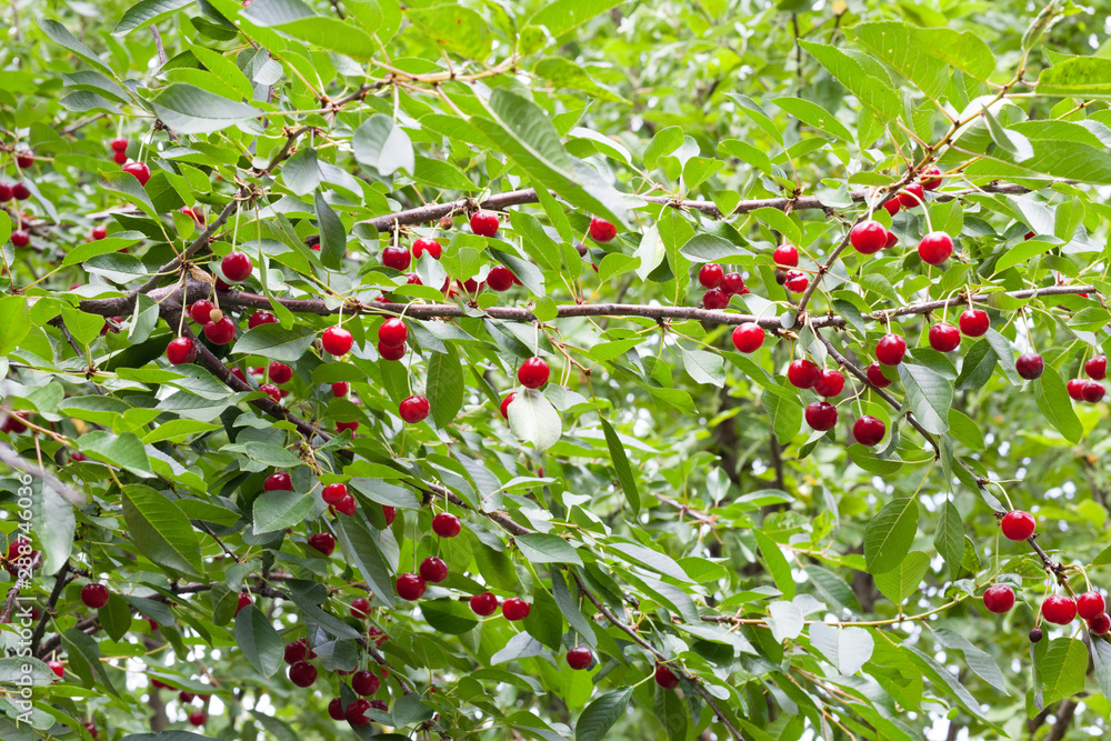 Berries of a cherry grow on a tree. Berries of a cherry grow on a tree.