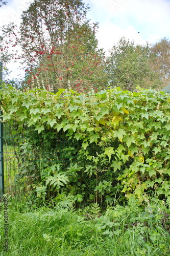 climbing plants on a metal fence