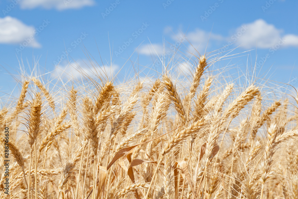 Wheat ears grow in the field on sky clouds backgraund. Wheat ears grow in the field on sky clouds backgraund.