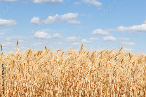 Wheat ears grow in the field on sky clouds backgraund.