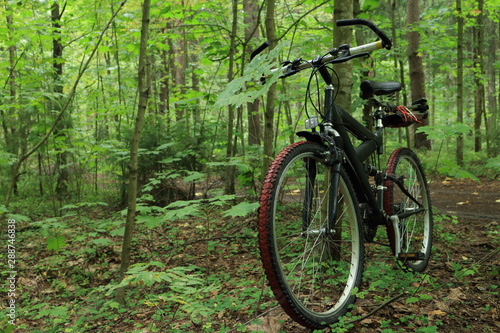 mountain bike in the foreground in a forest, without people