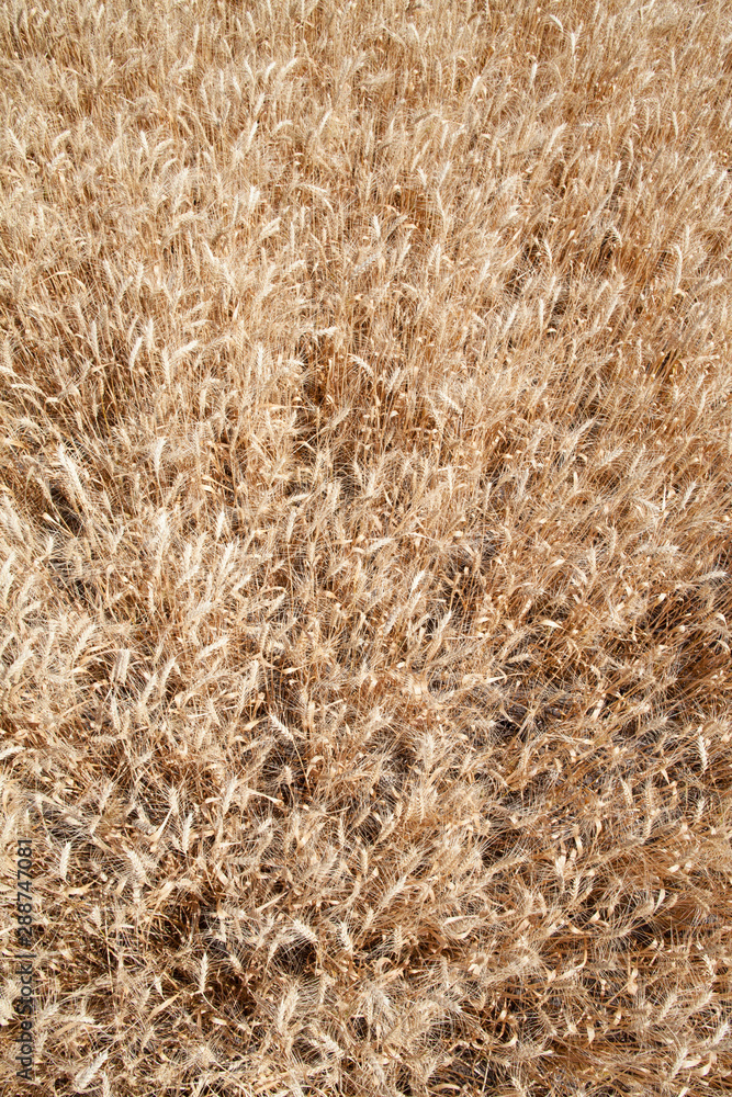 Wheat ears grow in the field on sky clouds backgraund. Wheat ears grow in the field on sky clouds backgraund.