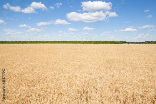 Wheat ears grow in the field on sky clouds backgraund.