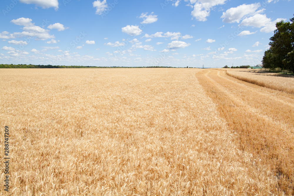 Wheat ears grow in the field on sky clouds backgraund.