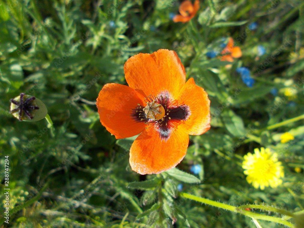 Red poppies in the meadow Red poppies in the meadow