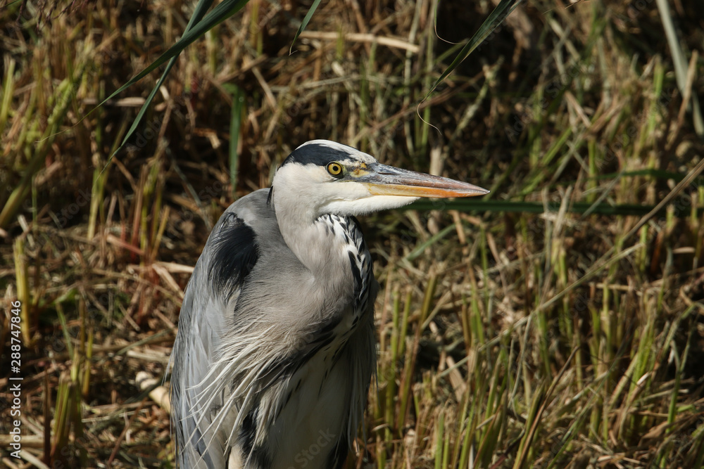 Fototapeta premium A head shot of a Grey Heron, Ardea cinerea, hunting at the edge of a river.