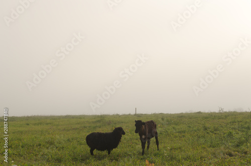 sheep and calf in meadow in foggy morning