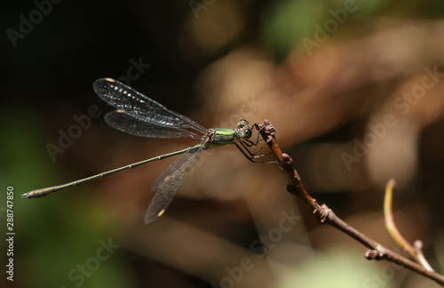 A stunning rare Willow Emerald Damselfly, Chalcolestes viridis, perching on a Hawthorn twig. photo