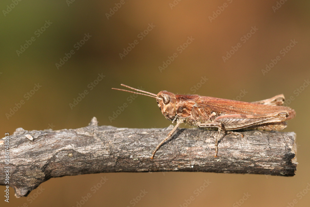 A pretty Common Field Grasshopper, Chorthippus brunneus, perching on a twig in a meadow. A pretty Common Field Grasshopper, Chorthippus brunneus, perching on a twig in a meadow.