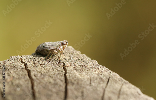 A tiny cute Planthopper, Issus coleoptratus, perching on a wooden fence in woodland.