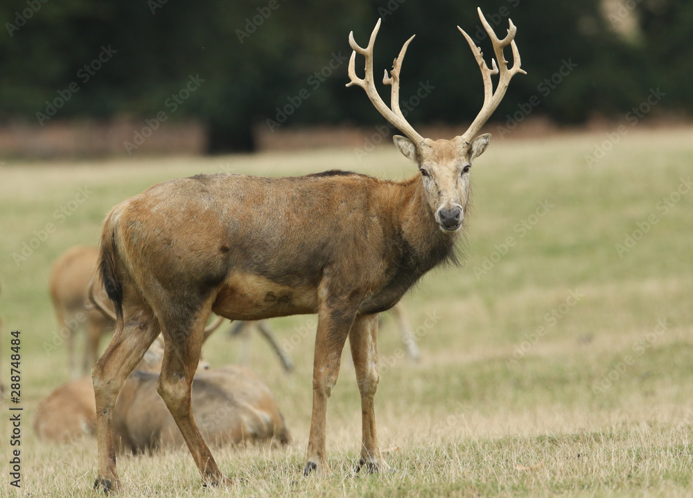 Fototapeta premium A magnificent stag Milu Deer, also known as Pére David's, Elaphurus davidianus, feeding in a meadow.
