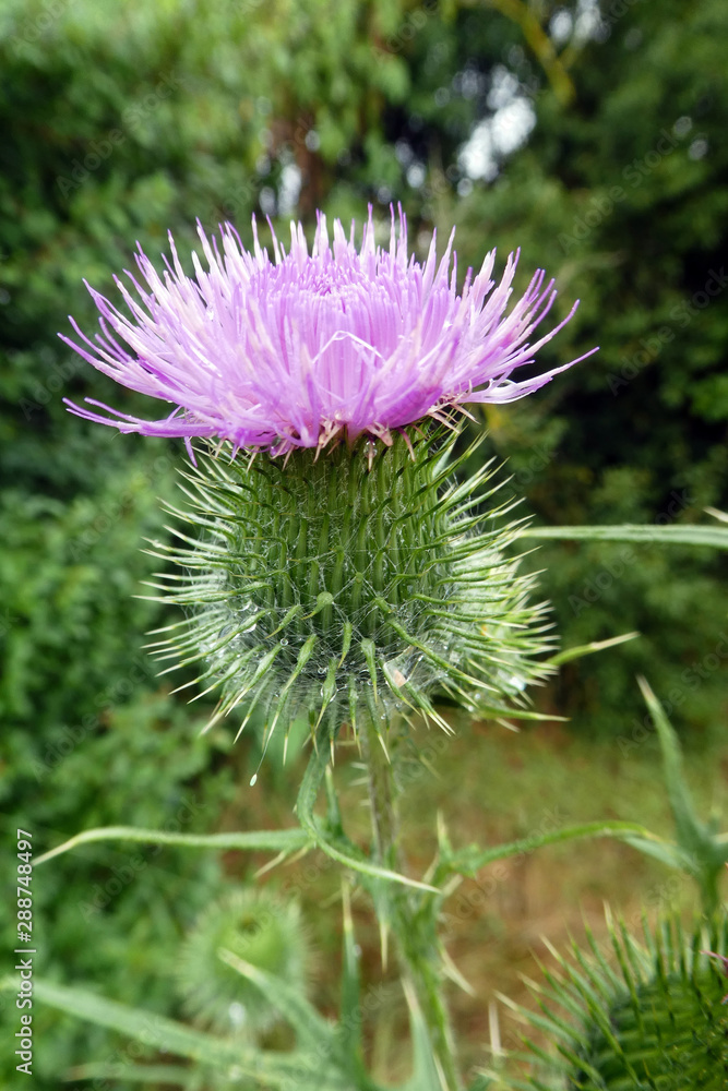 Carduus