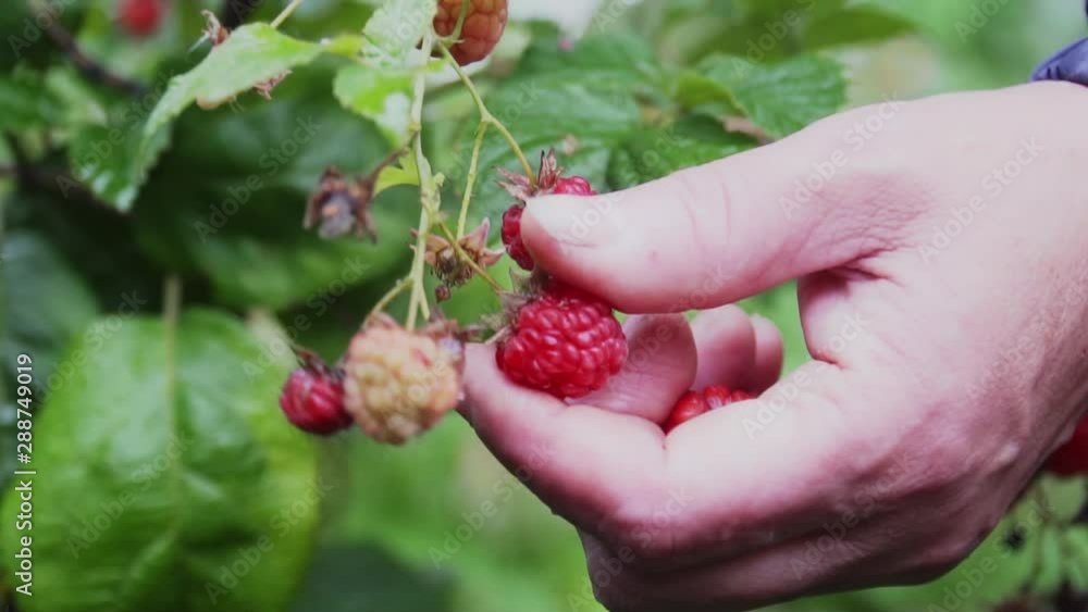 Female Farmer Picking Fresh Raspberry in Garden. Organic Farming and Agriculture. Close Up. Healthy Nutrition Concept Female Farmer Picking Fresh Raspberry in Garden. Organic Farming and Agriculture. Close Up. Healthy Nutrition Concept