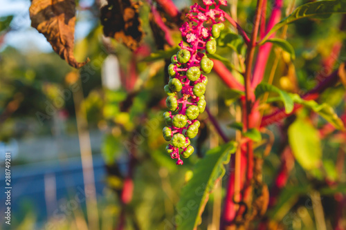 American pokeweed summer berries cluster © Azahara MarcosDeLeon