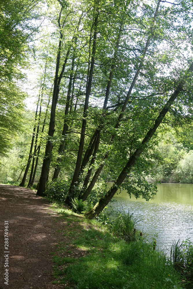 Obraz premium Eisweiher bei Pirmasens