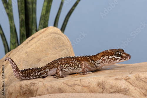 Ocelot Gecko (Paroedura pictus) in desert scene