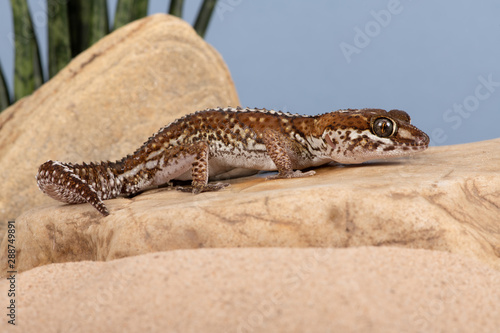 Ocelot Gecko  Paroedura pictus  in desert scene