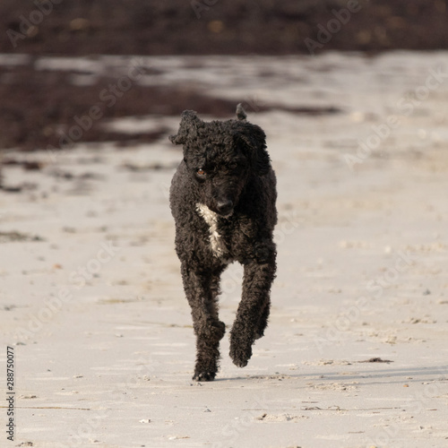 Spanish water dog running towards the camera on the beach